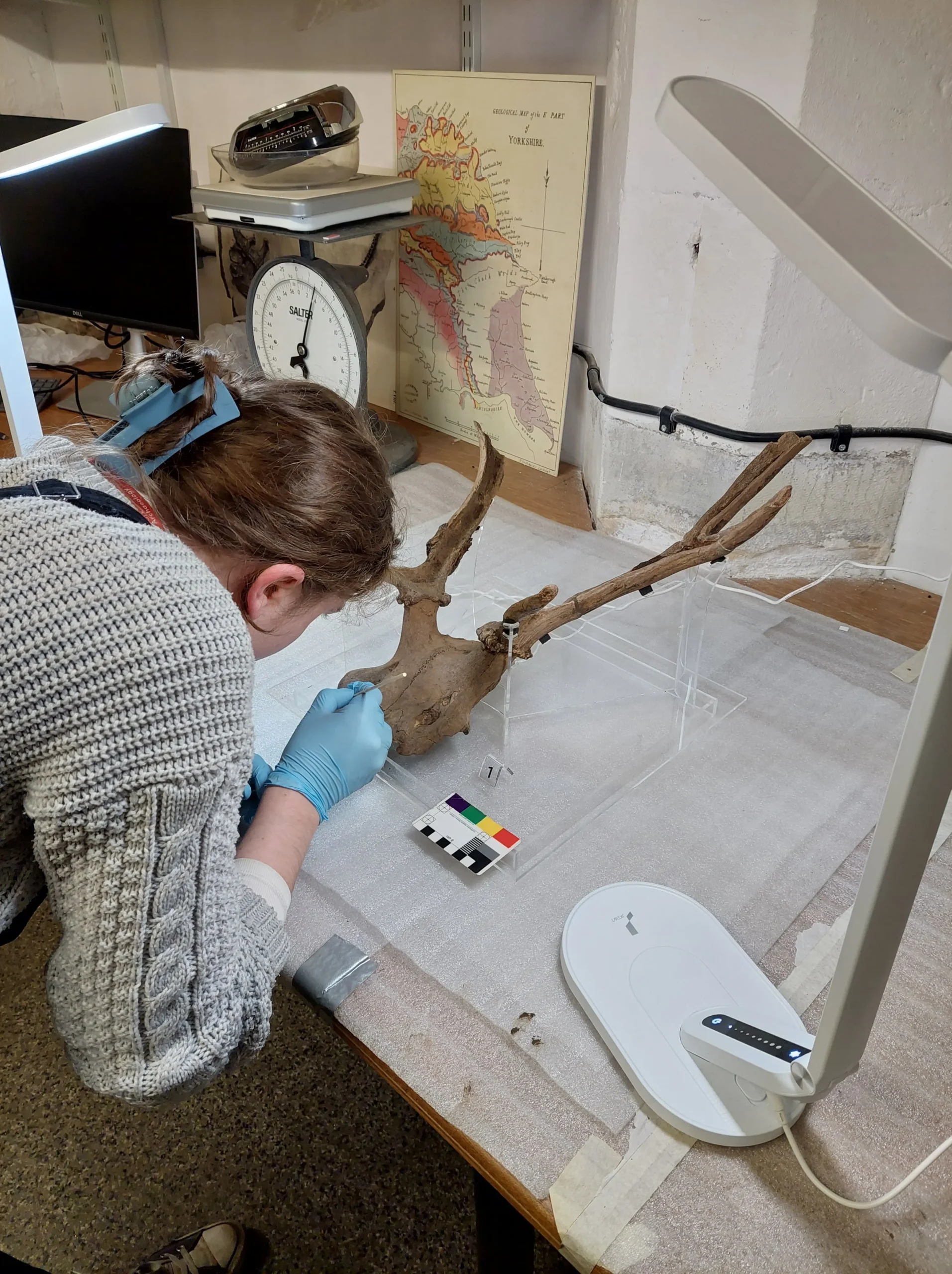 Read more about the article Mesolithic Marvels: Conserving the Star Carr Headdresses